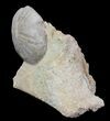 Displayable Fossil Sea Urchin (Clypeus) - England #65364-2
